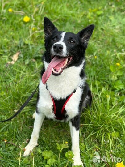 Собака в добрые руки / щенок в дар