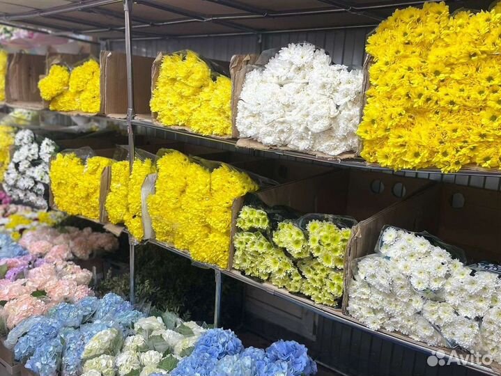 Хризантема 11 15 19 21 25 29 31 35 39 41 45 51