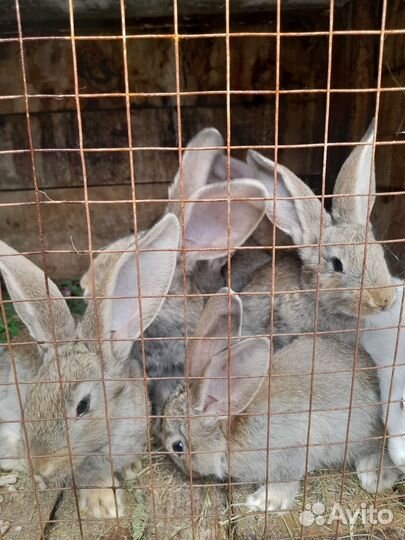 Продам кроликов