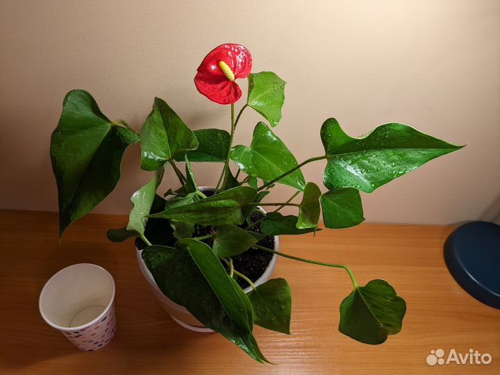 Антуриум красный цветет 22 см
