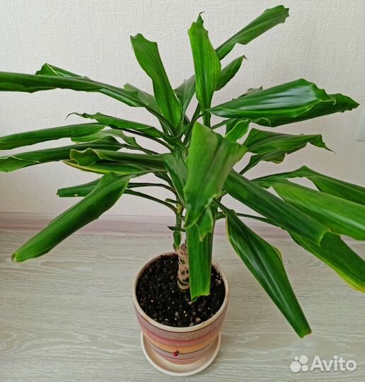 Драцена с керамическим горшком