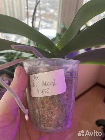 Орхидея фаленопсис miki Black Angel