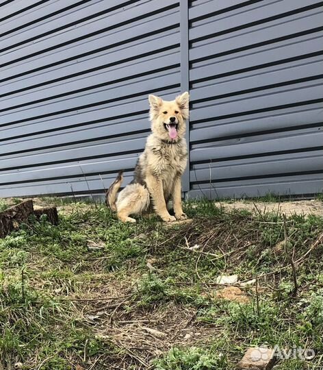 Собачки девочки