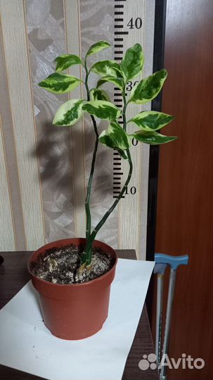 Педилантус