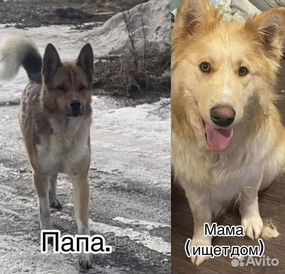 Щенки ищут дом