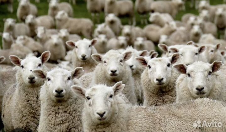 Овцы, бараны, ягнята