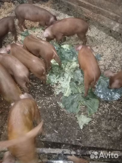 Продам поросят