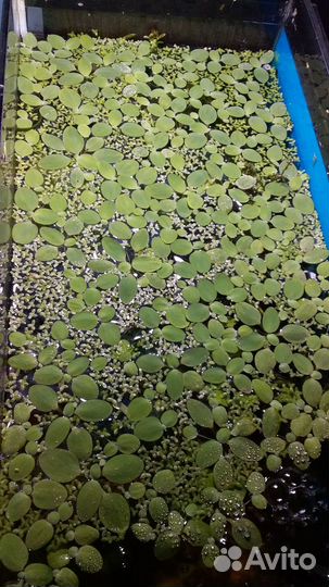 Растения пистия и ряска для аквариума