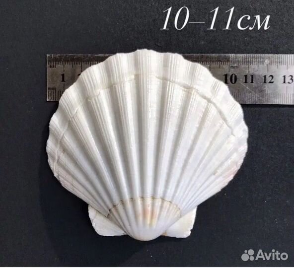 Морская ракушка гребешка