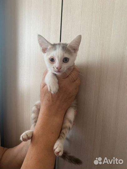 Котята в добрые руки бесплатно