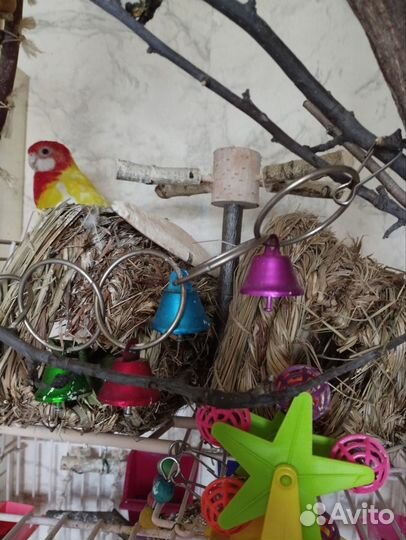 Попугай розелла из питомника (окольцована)