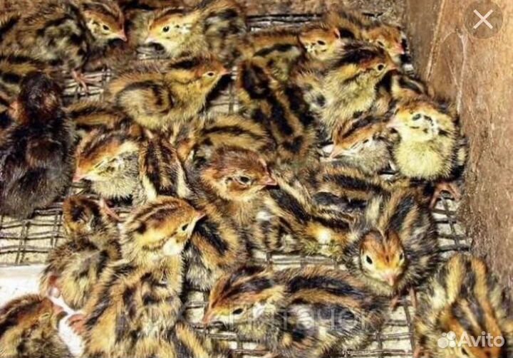 Перепелки несушки