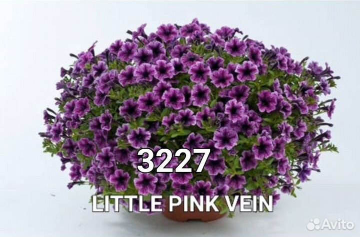 Вегетативная Рассада