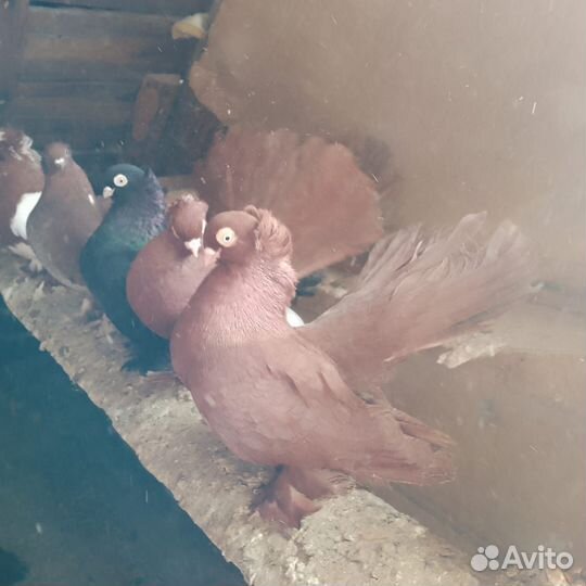 Голуби продажа статные