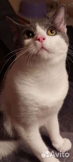 Котик ищет свой дом