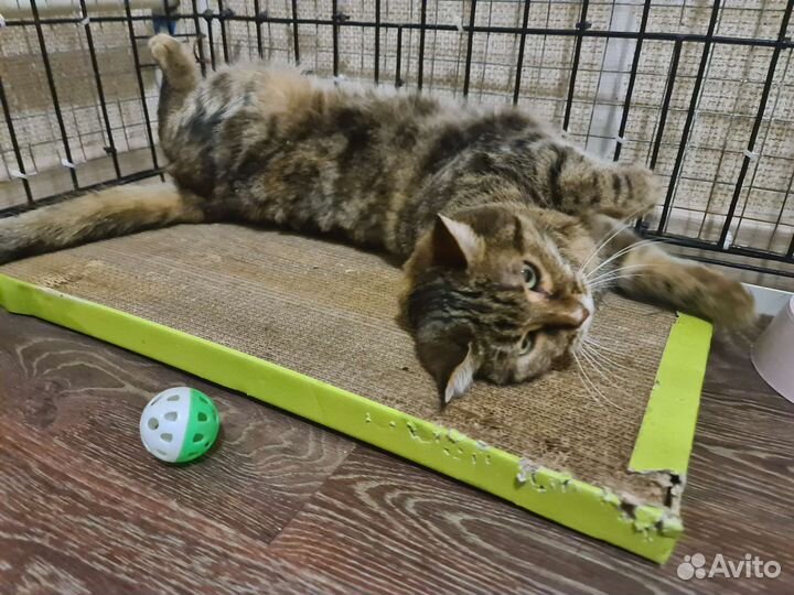 Стерилизованная Маша-милаша в руки Надёжных хозяев