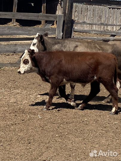 Телята бычки