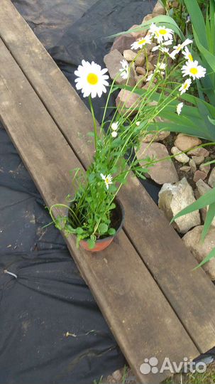 Ромашка садовая