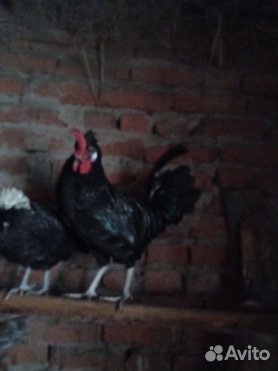 Молодые петухи