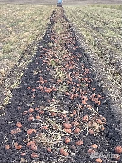 Картофель - Пикассо,Бело-роза,Коломбо с 5-10 авг