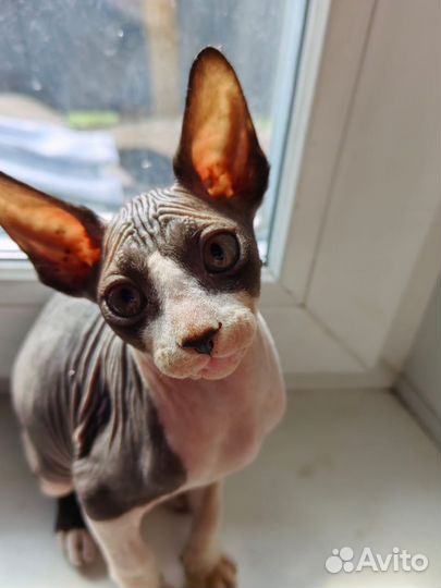 Канадский Сфинкс котенок