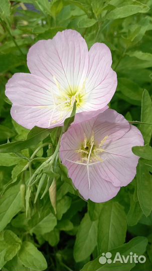 Энотера розовая