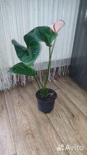 Антуриум Фентези лав