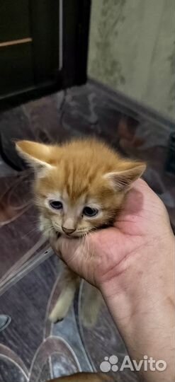Кошка в дар бесплатно