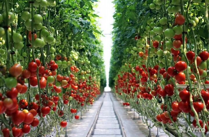 Вахта. Рабочие на тепличные комплексы. г. Елец