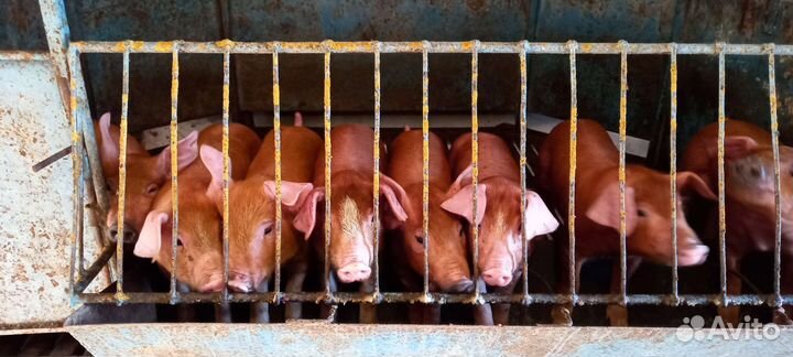 Мясо свинины домашнее