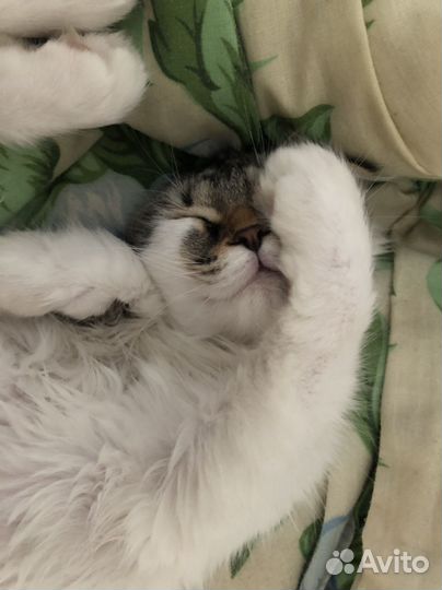 Кошки в добрые руки бесплатно