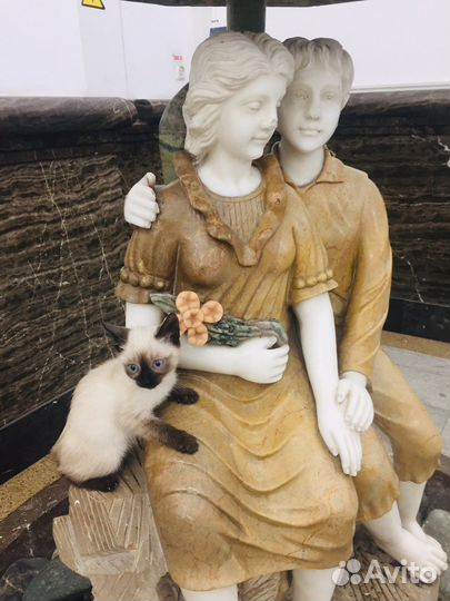 Тайские котята