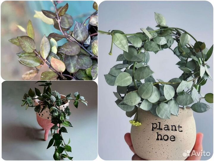 Хойя лакуноза эскимо, хойя крониана блэк ливз