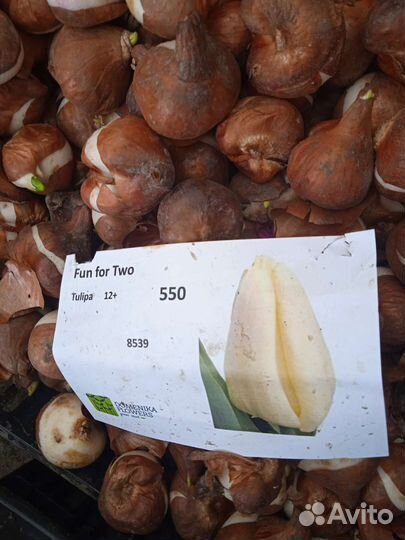 Луковицы тюльпанов