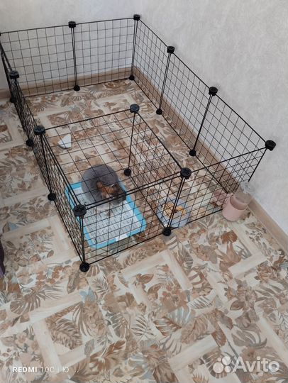 Девочка минор