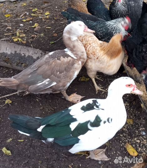 Мускусные утки индоутки индоутята