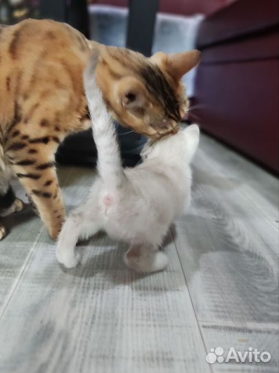 Бенгальская кошка в добрые руки