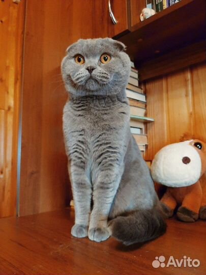 Передержка животных Коммунар Павловск Гатчина