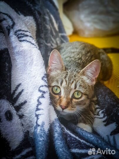 Котенок Бармалейка ищет дом