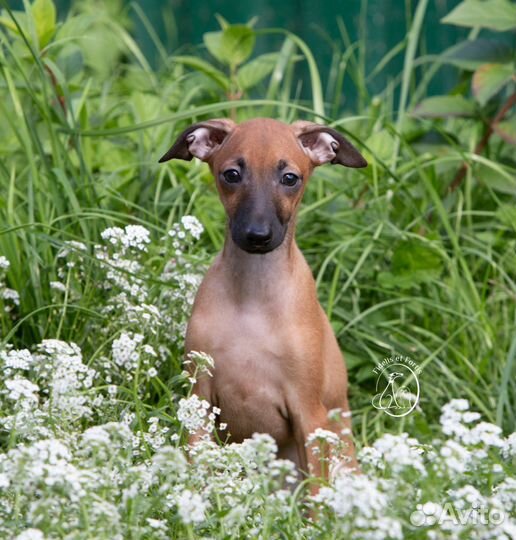 Щенок левретки