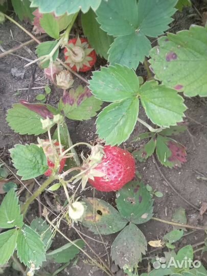 Рассада клубники