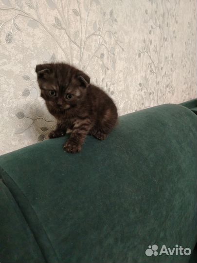 Шотландская