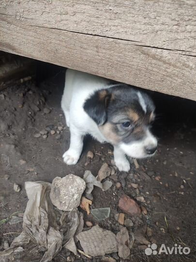 Щенки в добрые руки