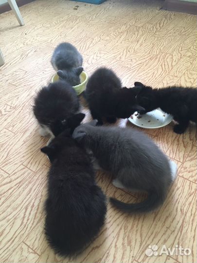 Котята