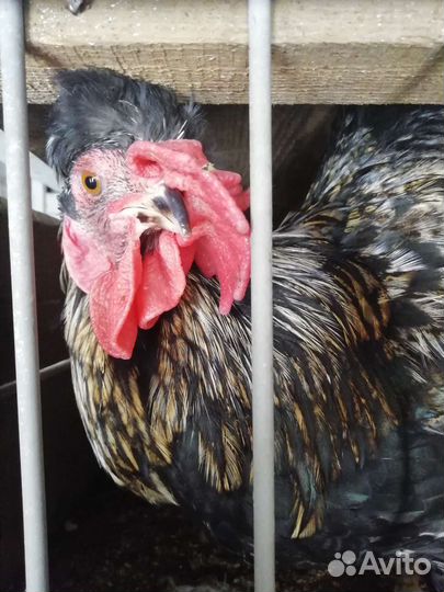 Петухи породистые