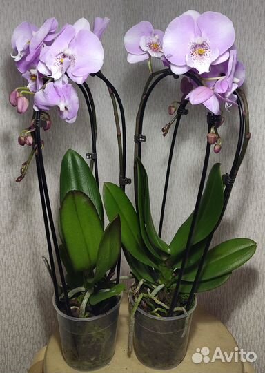 Орхидея