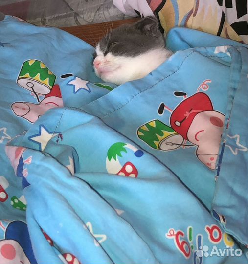 Шотландская кошка