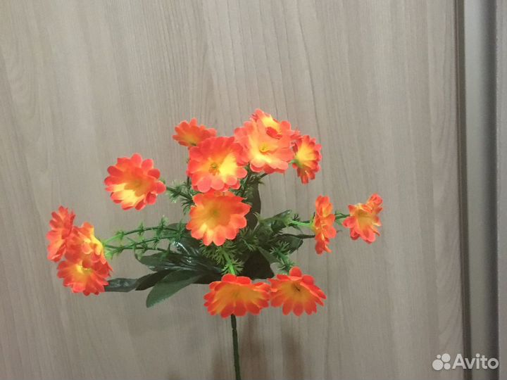 Бордюрные цветы