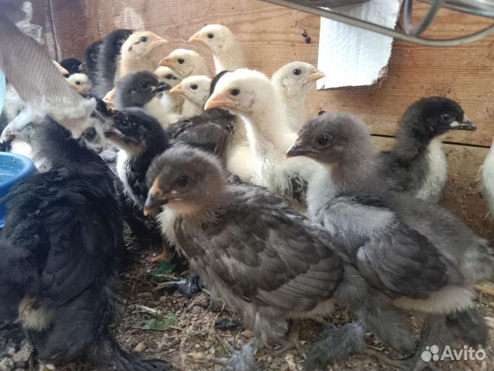 Цыплята Брама