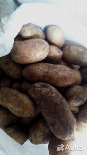 Продам картофель